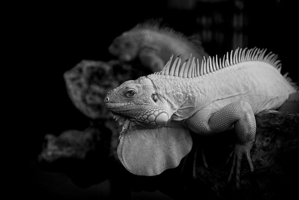 クールアップサプリにカフェインは無添加で安心なの？