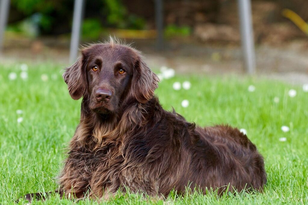 冷却プレートは犬にどのように役立つのか？