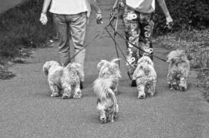 首に巻く保冷剤を使った犬の散歩におすすめの方法は？