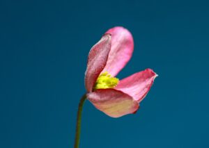 熱中症対策グッズの比較はどれが最も効果的？